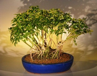 Coloured Leaved Bonsai Plants Manufacturer Supplier Wholesale Exporter Importer Buyer Trader Retailer in New Delhi Delhi India